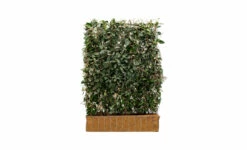 Kant-en-klaar Haag Olijfwilg