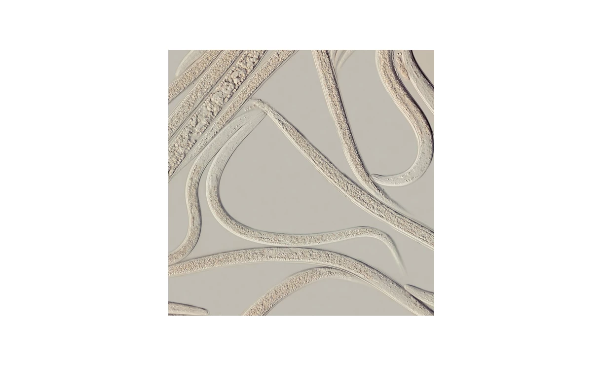 Capsanem Emelten 1000 M² - Afbeelding 2